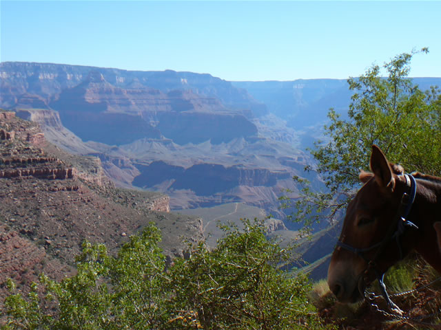 images/B- Mule Ride, riding down in to Grand Canyon (5).jpg